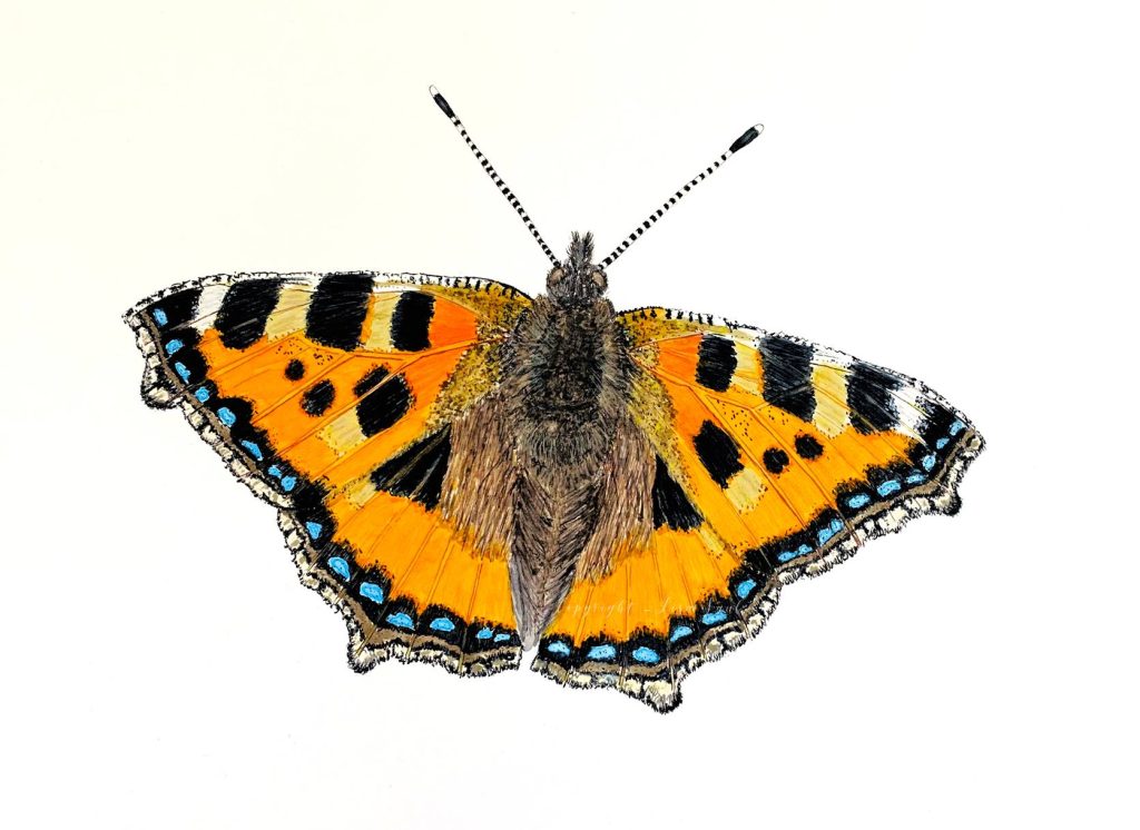 Small Tortoiseshell Butterfly - Watercolour and Pen