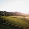 green grass field