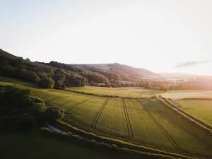 green grass field