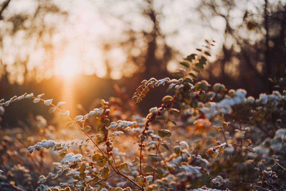 Snow-covered branches in golden sunset light